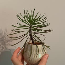 Succulent Bush Senecio plant