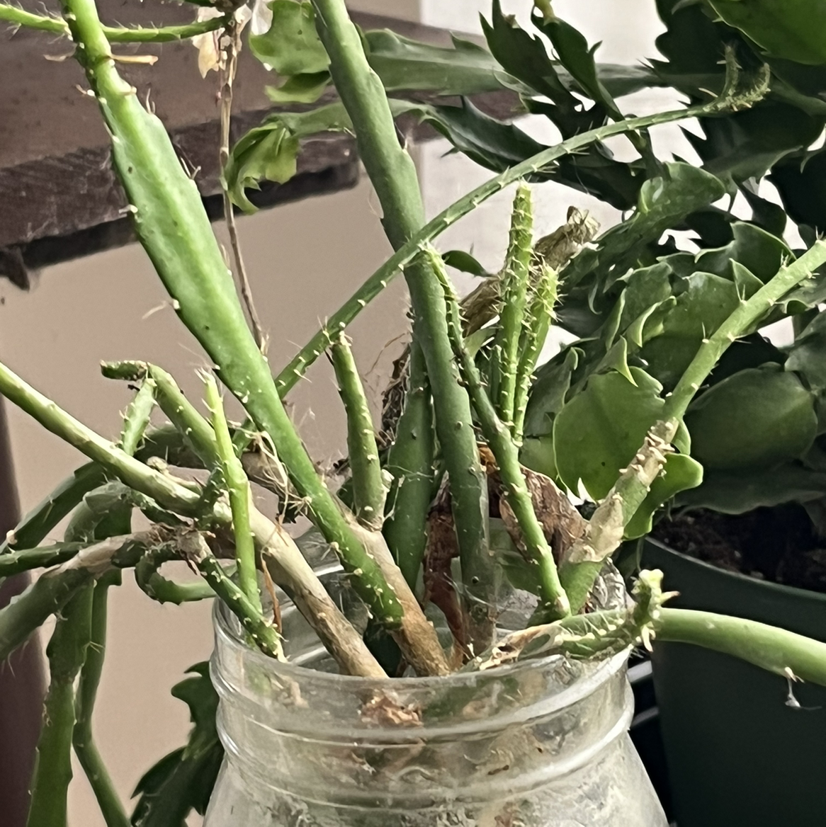 Photo of the plant species Desert Christmas Cactus by Pat named Granny on Greg, the plant care app
