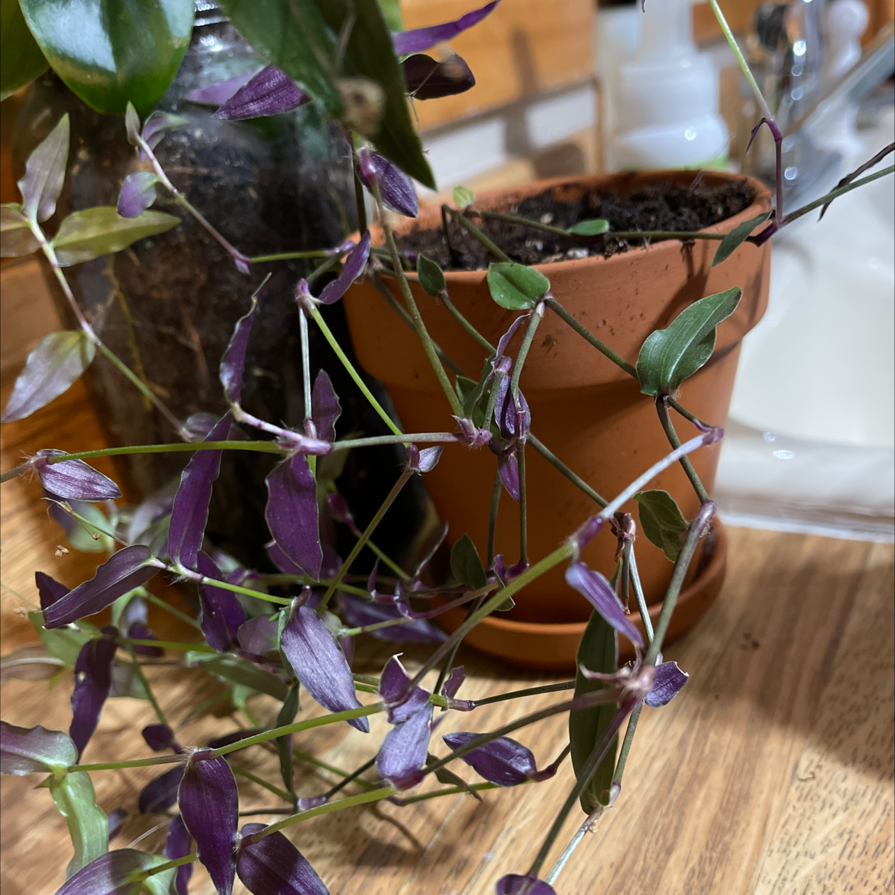Potted Tahitian Bridal Veil plant with purple leaves and visible soil.