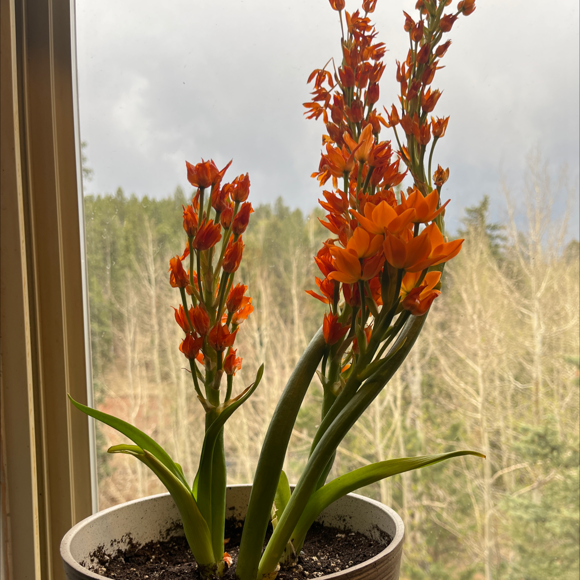 Potted Sun Star plant with vibrant orange flowers by a window.