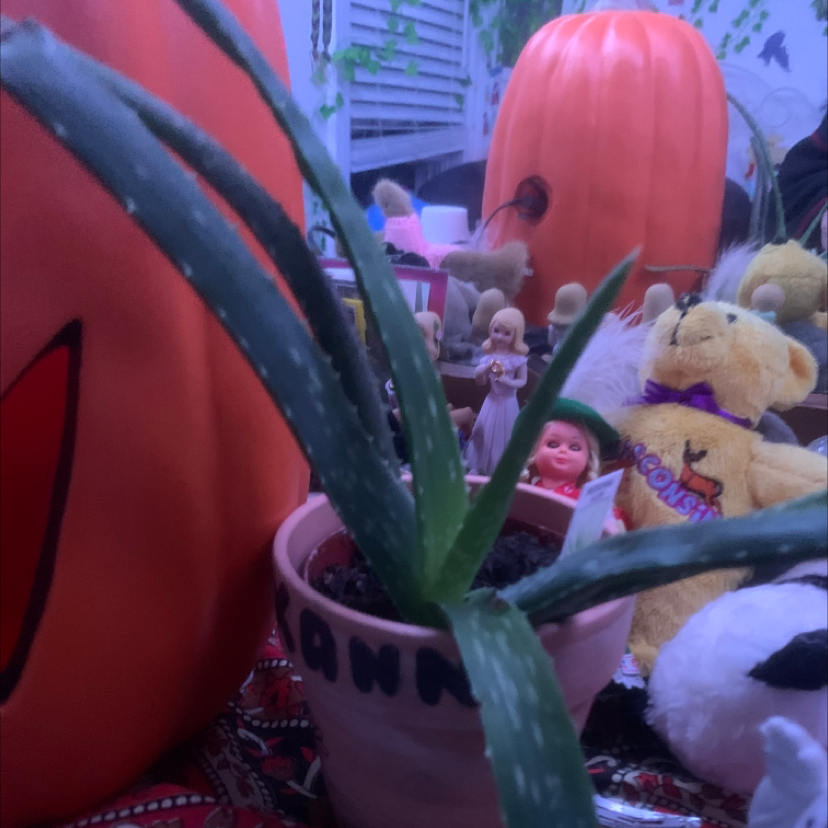 Aloe vera plant photo by @avaroni named Your plant on Greg, the plant care app.