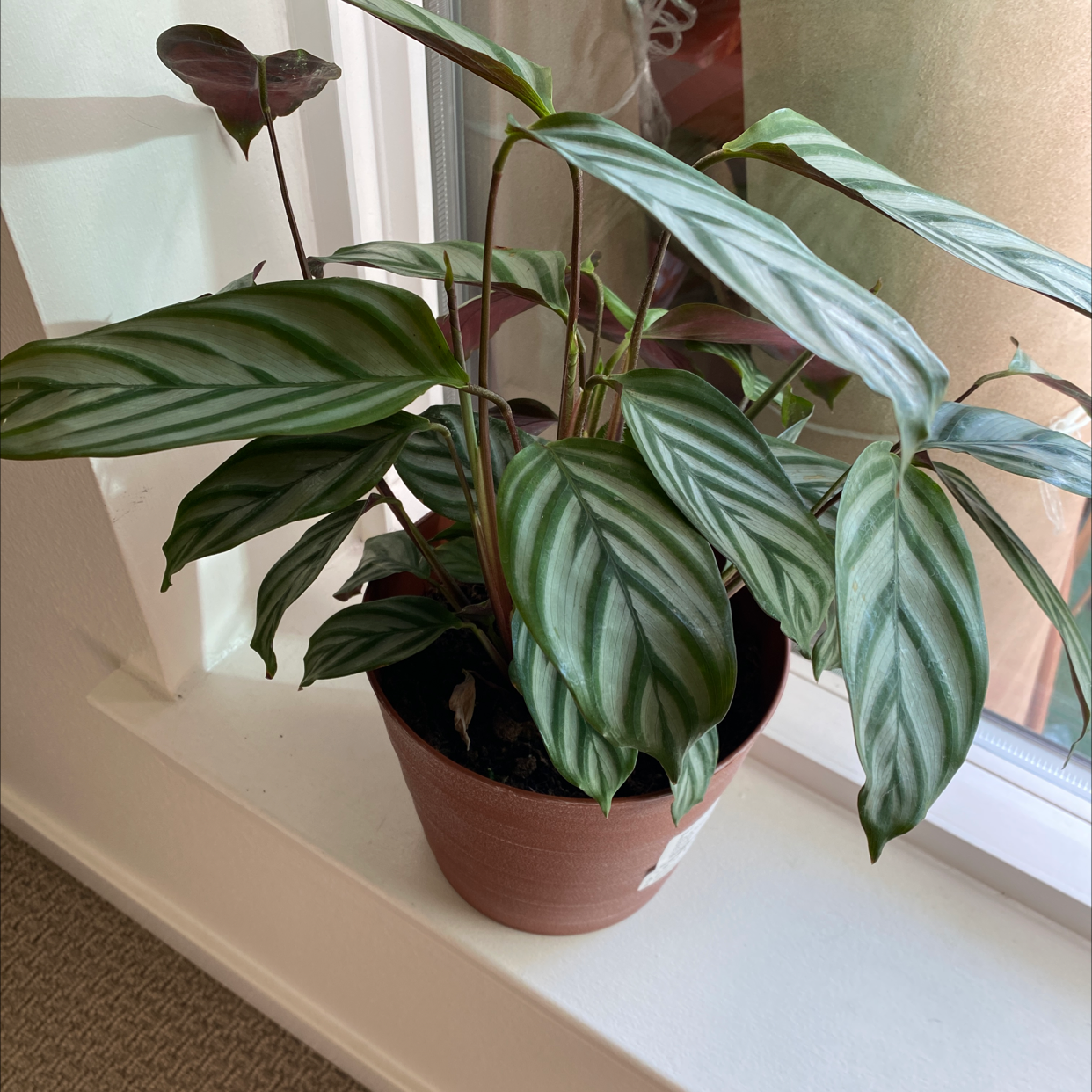 Calathea 'Freddie' plant in a pot on a windowsill with healthy striped leaves.
