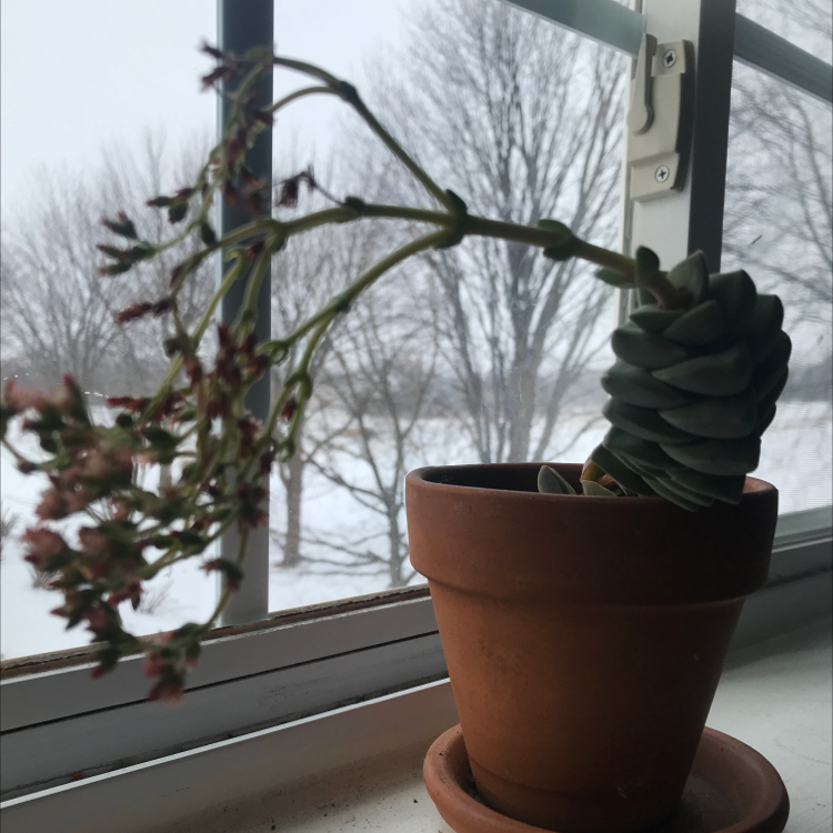 Crassula 'Moonglow' plant in a terracotta pot on a windowsill with flowers and a snowy background.