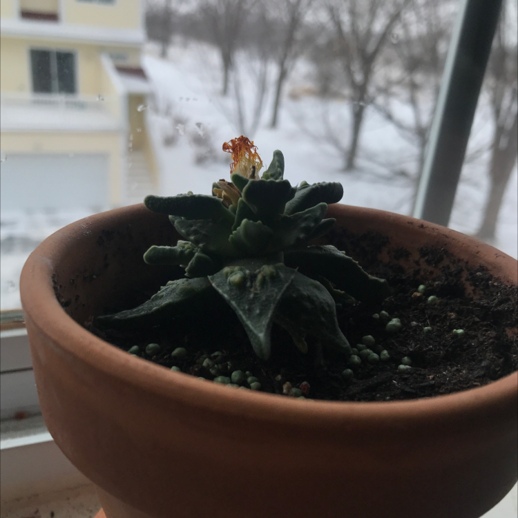 Photo of the plant species Tiger's Jaw by @Invisible._.plant._.mom named Madam spikey plant on Greg, the plant care app