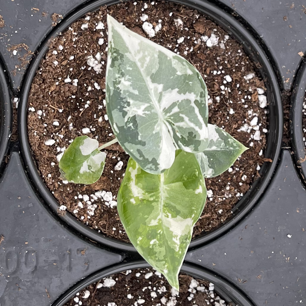 Variegated Alocasia frydek plant in a pot with visible soil.