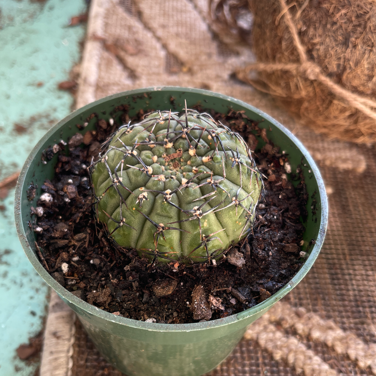 Photo of the plant species Strombocactus by Kaliyah named Lowes on Greg, the plant care app