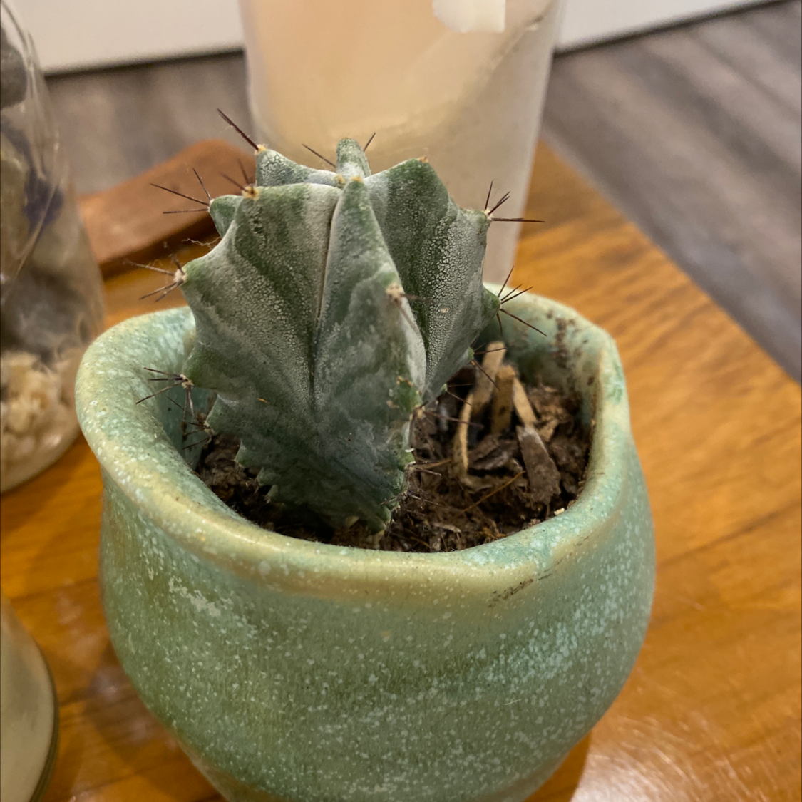 Photo of the plant species Bishop's Cap Cactus by Arden named Amos on Greg, the plant care app