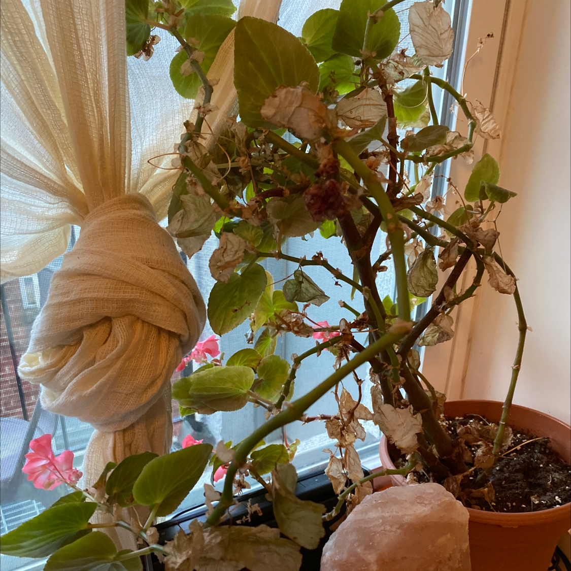 Photo of the plant species Clubed Begonia by Arden named Barry on Greg, the plant care app