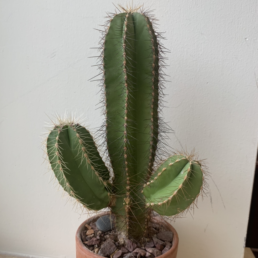 Photo of the plant species Mexican Fence Post Cactus by @sophieroux17 named Henry on Greg, the plant care app