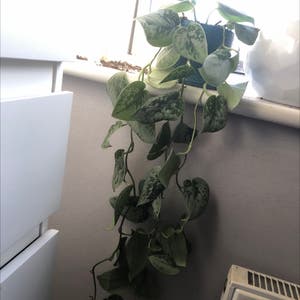 Satin Pothos plant photo by Ella._.frd named Silvery Ann on Greg, the plant care app.