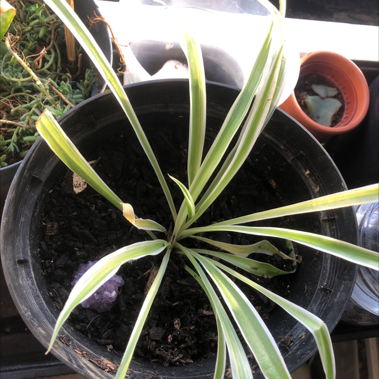 Spider Plant plant photo by @ella._.frd named Spider Plant on Greg, the plant care app.