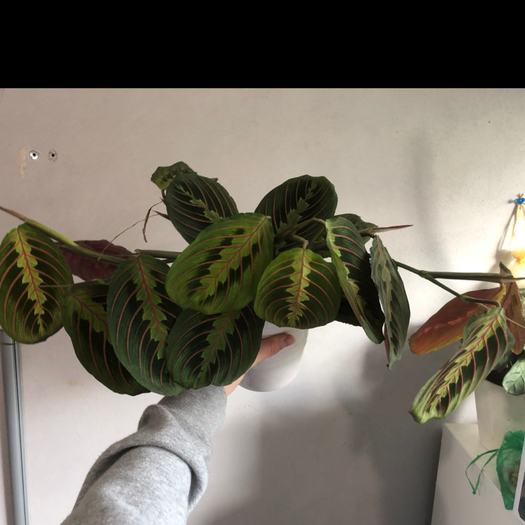 Green Prayer Plant plant photo by @ella._.frd named Maranta Fascinator on Greg, the plant care app.