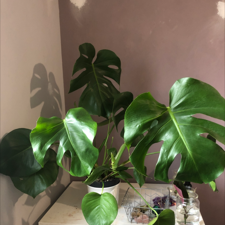 Monstera plant photo by @ella._.frd named Monstera 2 on Greg, the plant care app.