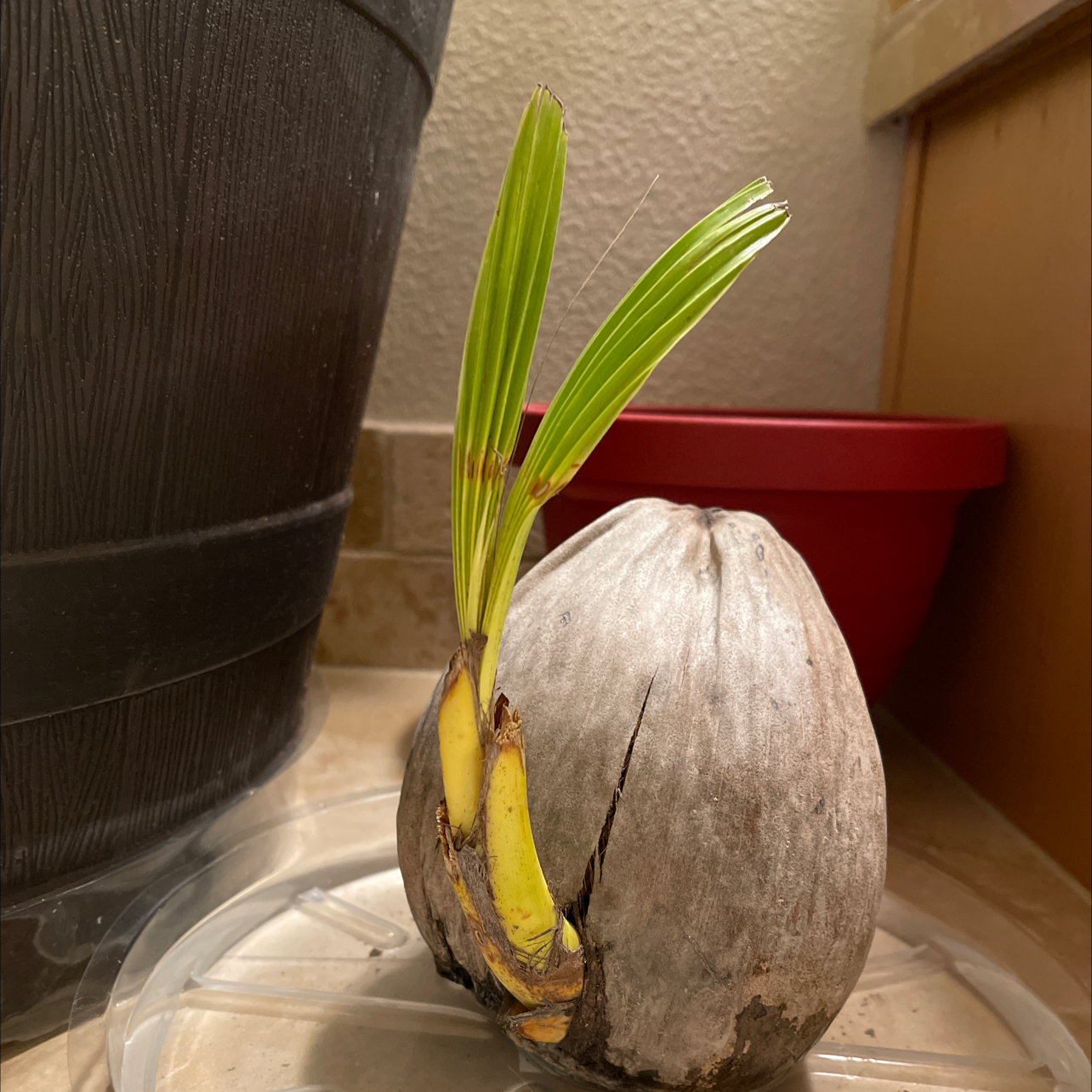 Young coconut plant sprouting from a coconut shell with two green leaves.