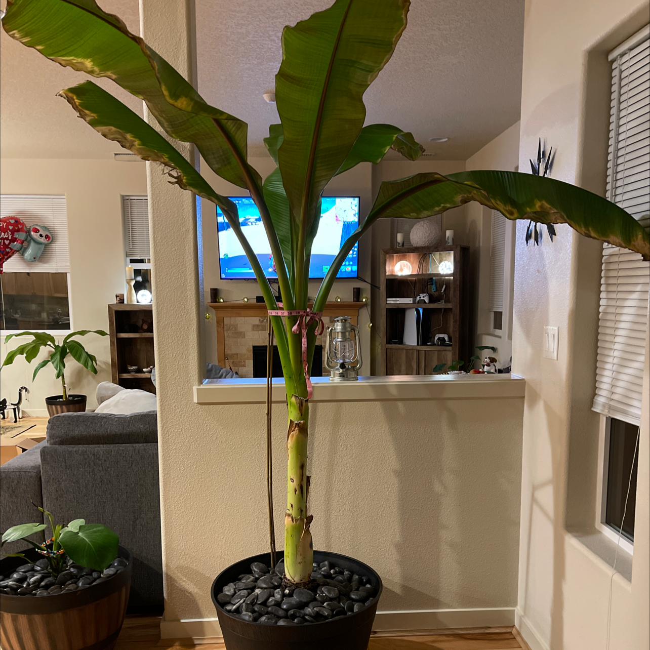 Indoor banana plant in a pot with some yellowing and browning leaves.