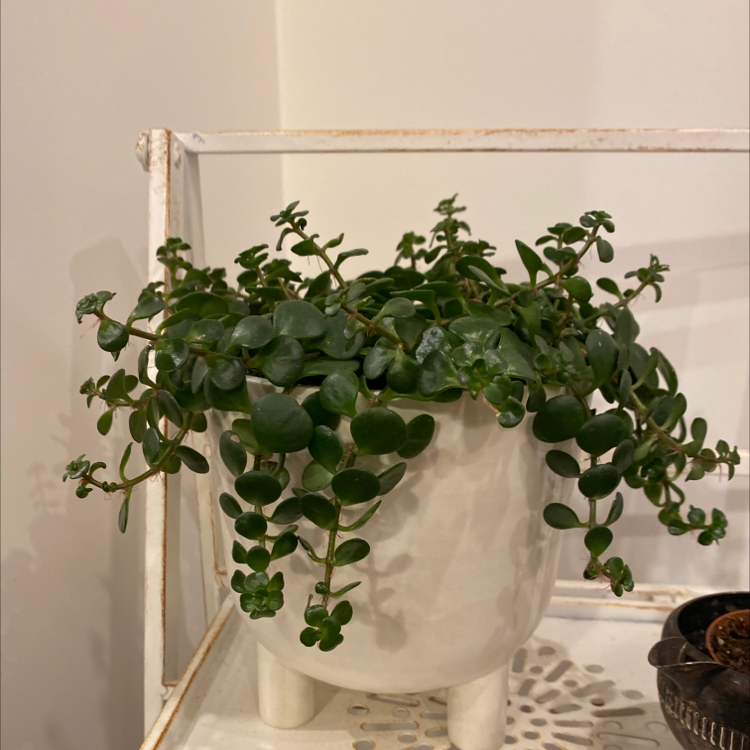 Elephant Bush plant photo by @mconst named Manny on Greg, the plant care app.