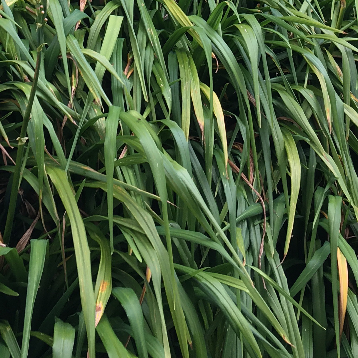 Dense cluster of Orange Daylily leaves with slight yellowing and browning at the tips.