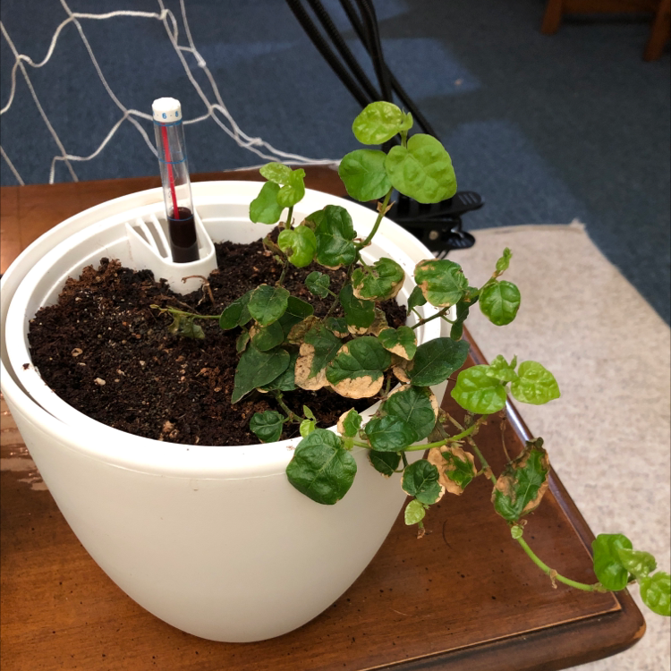 Healthy Creeping Fig plant with small green leaves climbing trellis in white ceramic pot with dark moist soil.
