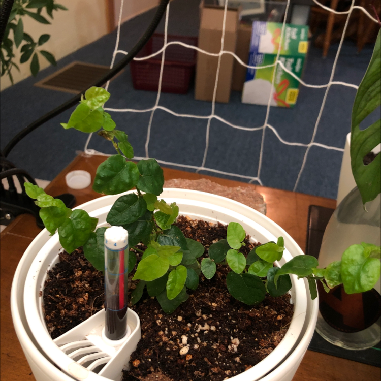Healthy potted Creeping Fig plant with green vining leaves climbing stakes in moist soil, no signs of disease.