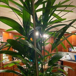 Kentia Palm plant photo by @Paigesimpson3 named Madonna on Greg, the plant care app.