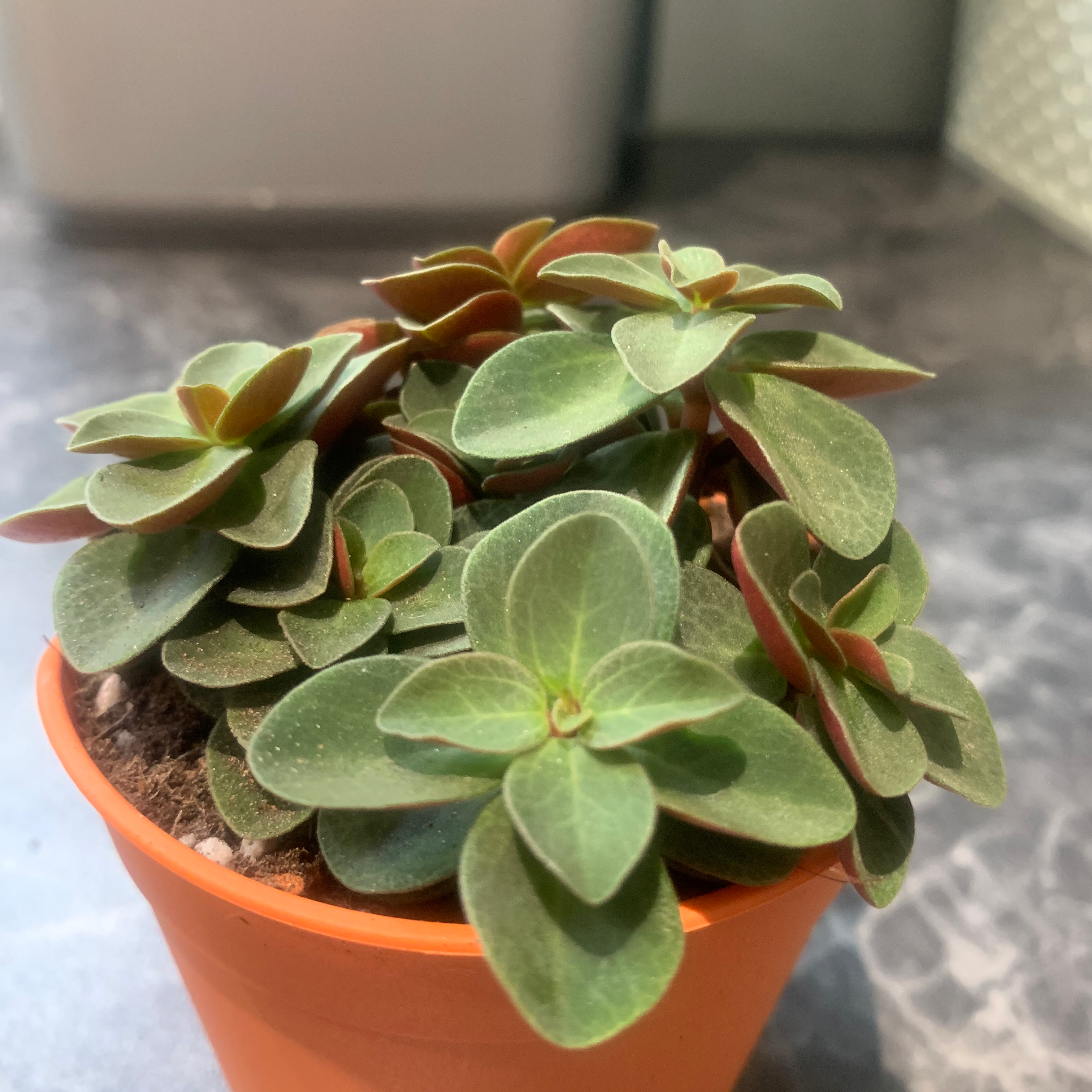 Peperomia Red Log plant in an orange pot with healthy green leaves and red undersides.
