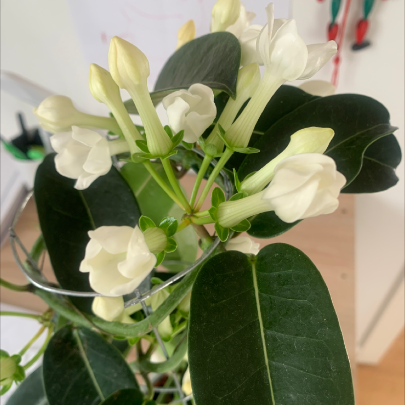 Stephanotis plant with dark green leaves and white flowers, appearing healthy.