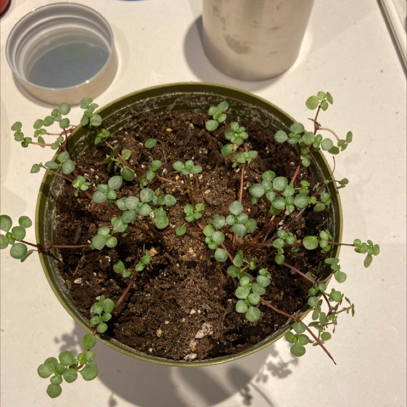 Potted Silver Spa plant with small, round green leaves and visible soil.