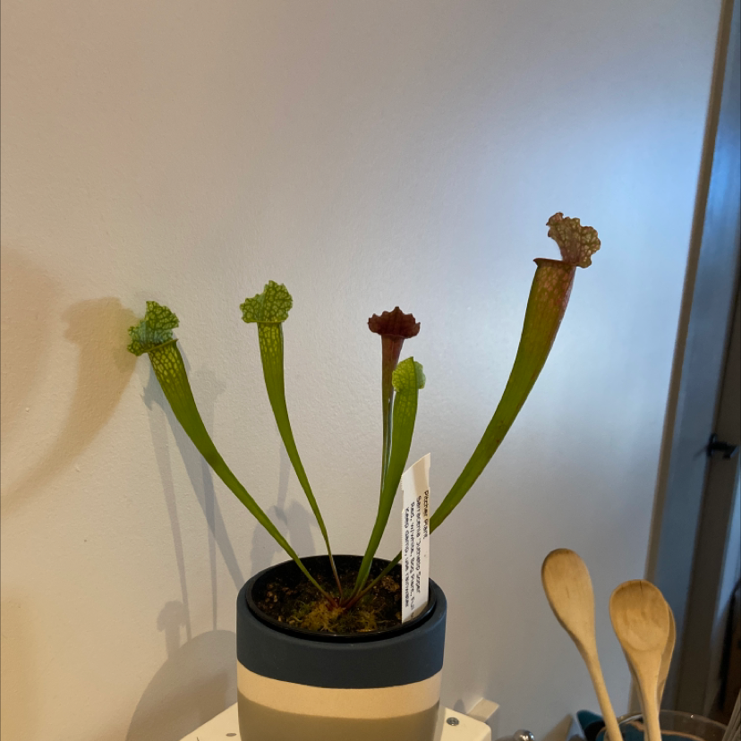 Photo of the plant species Juthatip Soper Pitcher Plant by @Aluciel named Seymour on Greg, the plant care app