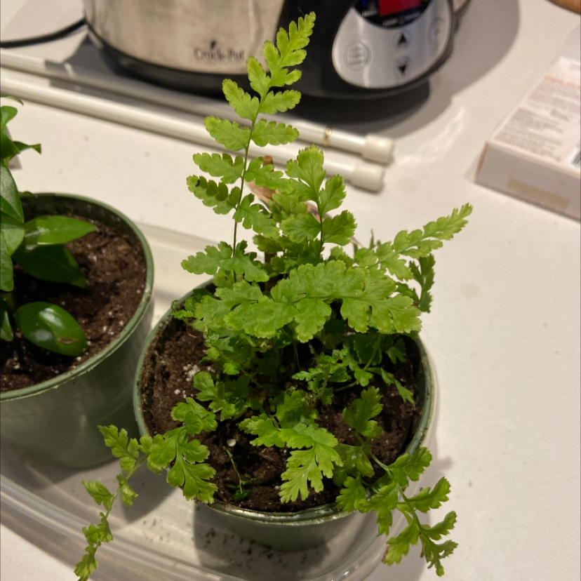 A healthy Autumn Fern in a small pot with vibrant green fronds and visible soil.