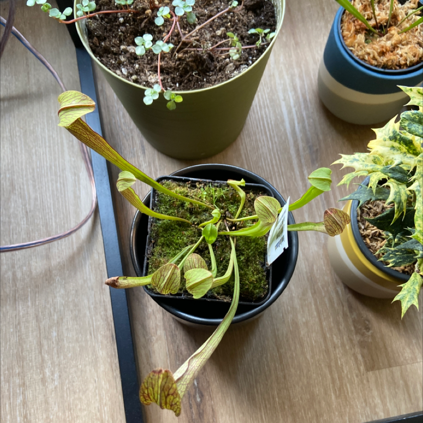 Photo of the plant species Sweet Pitcher Plant by @Aluciel named Ruby on Greg, the plant care app