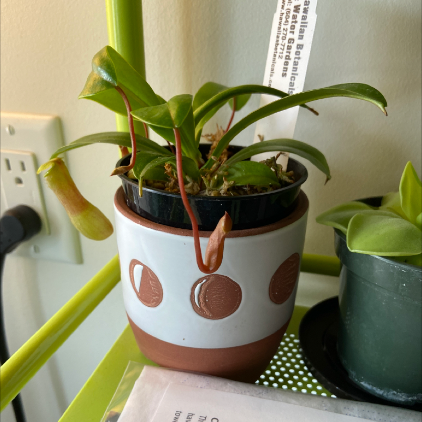 Photo of the plant species Nepenthes ventricosa Pitcher Plant by @Aluciel named Achilles on Greg, the plant care app