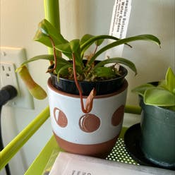 Nepenthes ventricosa Pitcher Plant plant