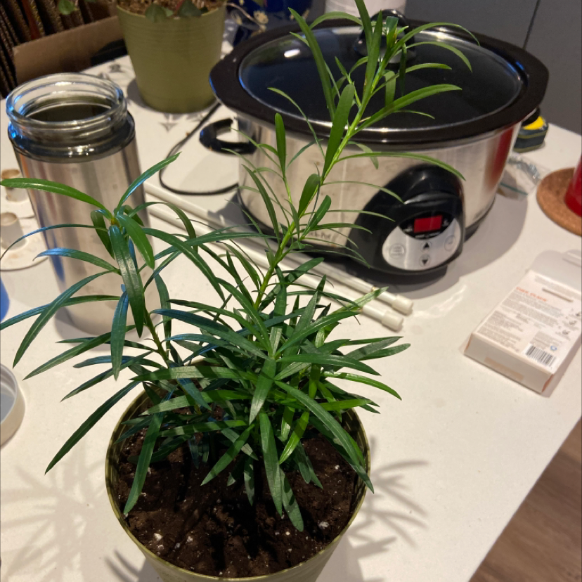 Podocarpus plant in a pot on a kitchen counter with visible soil.