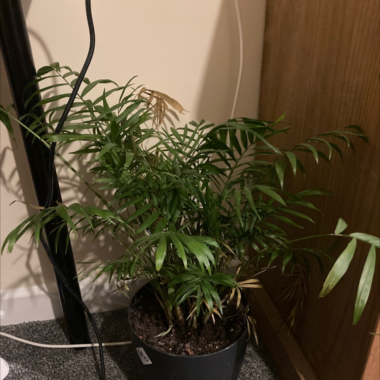 Parlour Palm plant photo by @bellatrecca named Arnold Palmer on Greg, the plant care app.