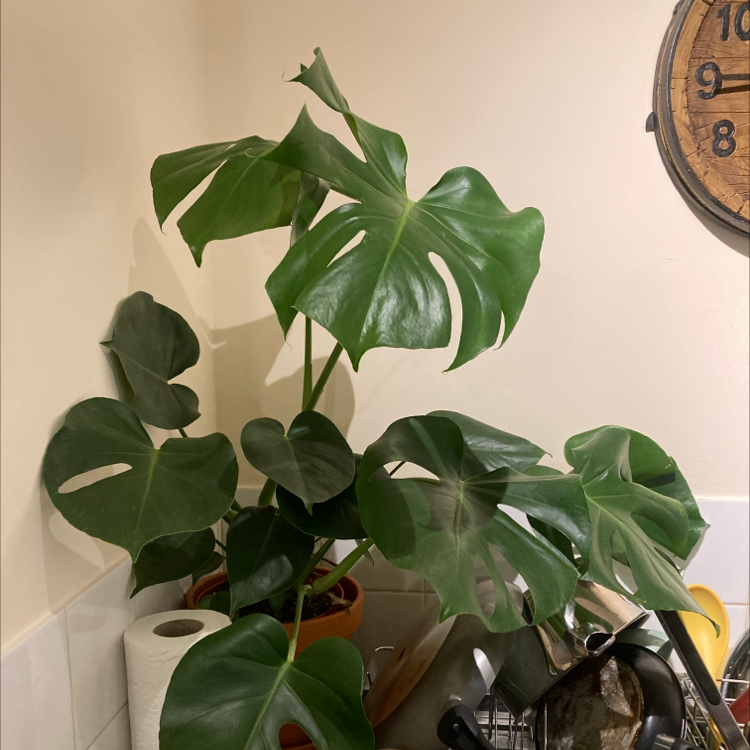 Monstera plant photo by @bellatrecca named Beth on Greg, the plant care app.