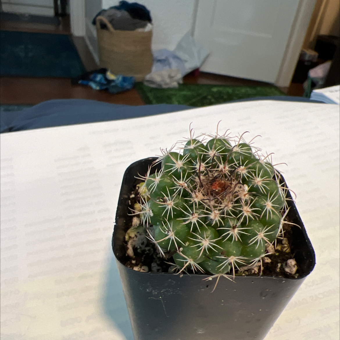 Photo of the plant species Scheer's Fishhook Cactus by Faith named Baby F on Greg, the plant care app