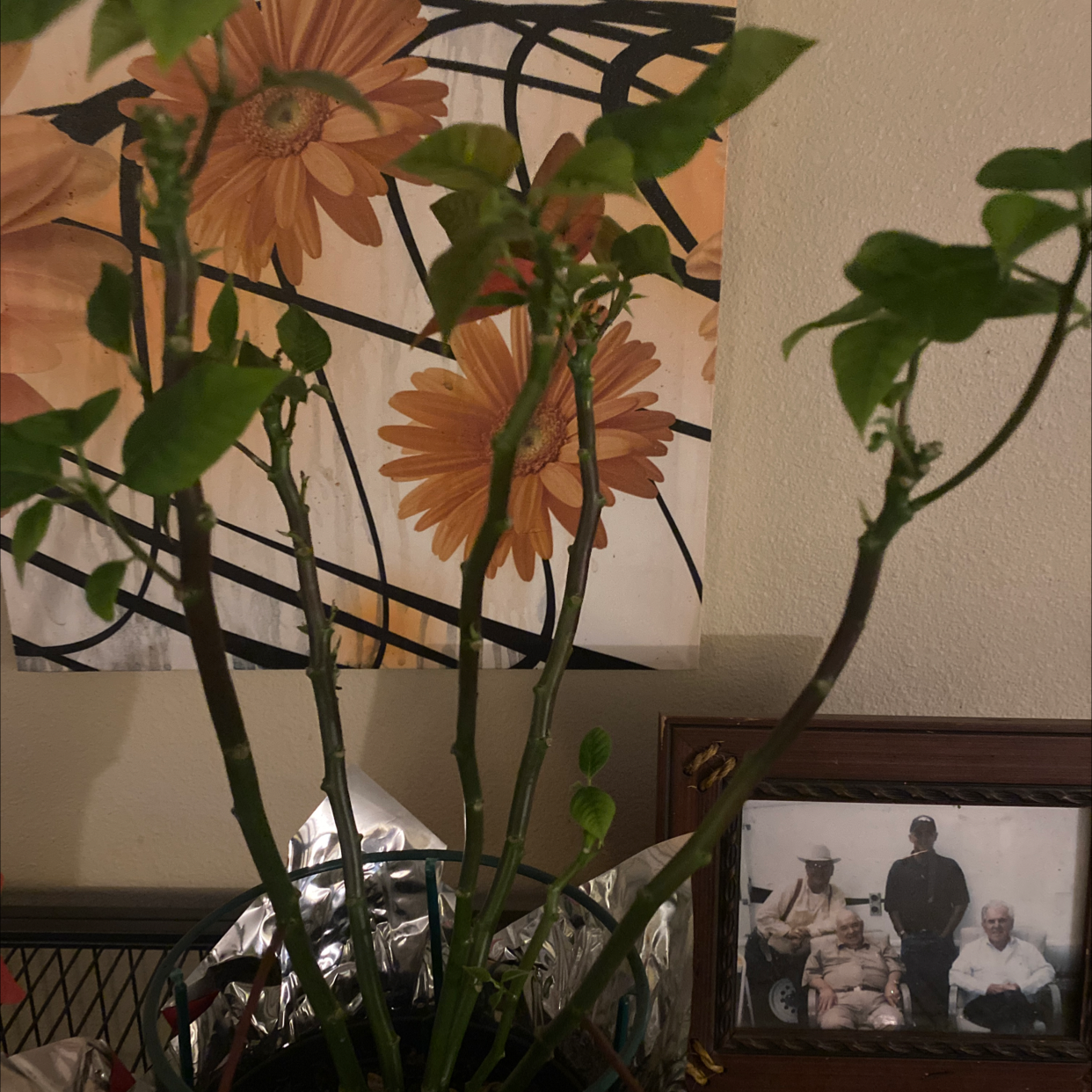 A blooming sunflower surrounded by greenery and other plants, with photos visible on a shelf in the background.