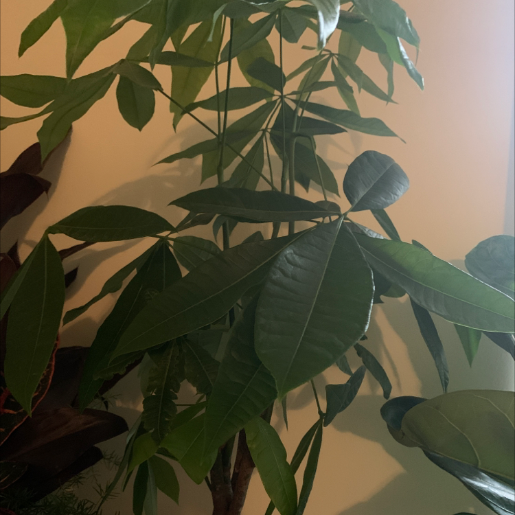 Money Tree plant photo by @Helenroche named Your plant on Greg, the plant care app.