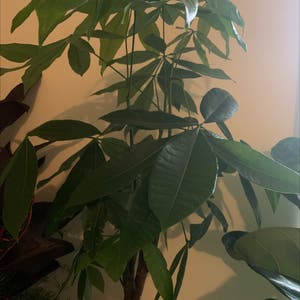Money Tree plant photo by Helenroche named Your plant on Greg, the plant care app.