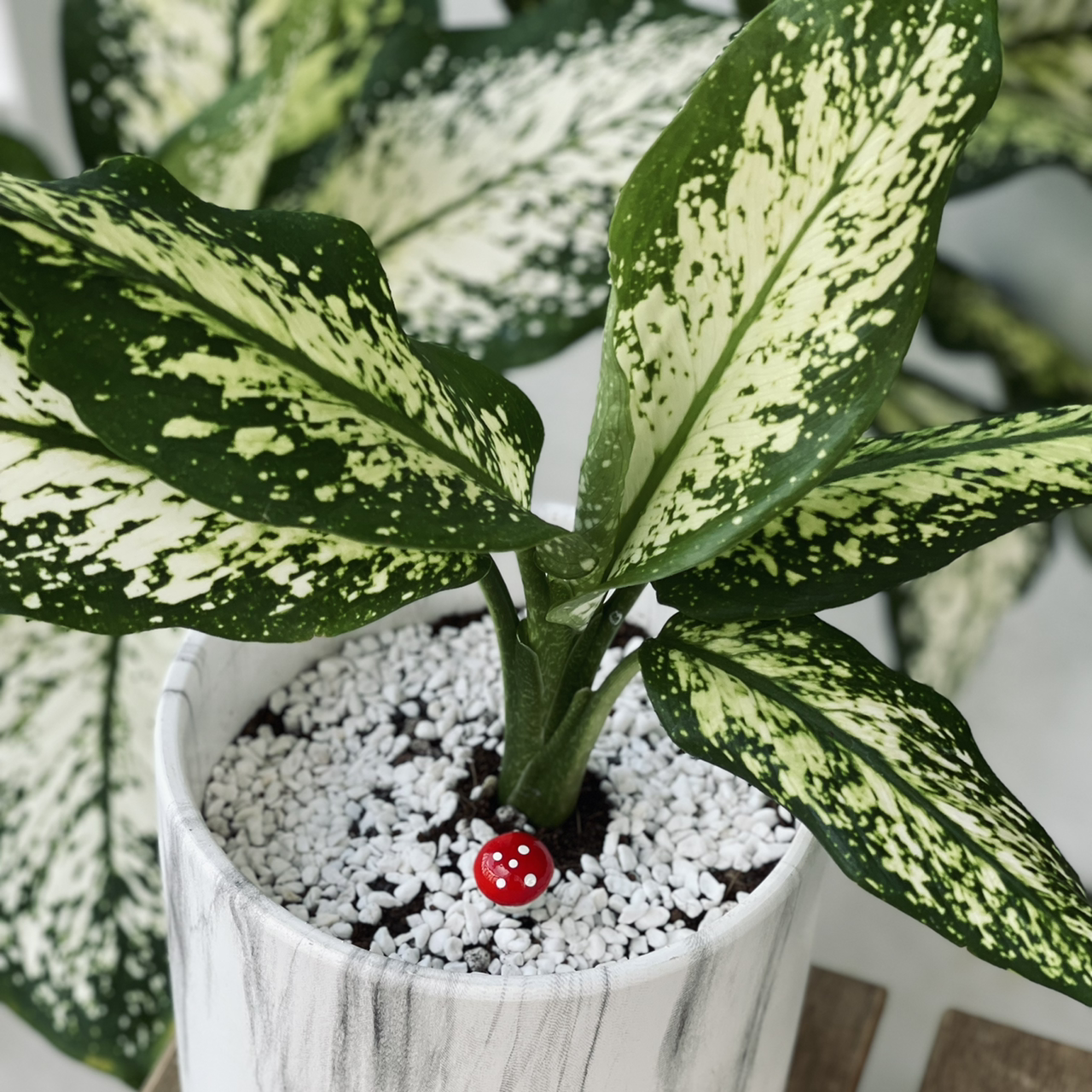 Aglaonema 'Spring Snow' plant in a white pot with white pebbles, showing healthy variegated leaves.