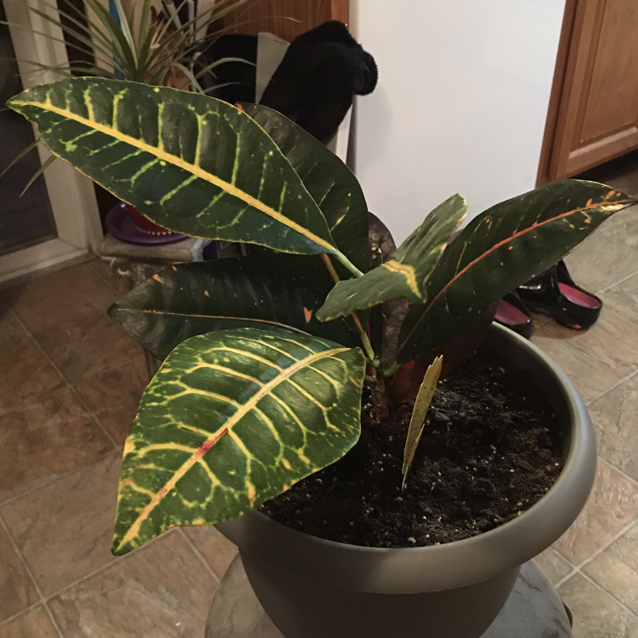 Gold Dust Croton plant photo by Kelly named Croton on Greg, the plant care app.