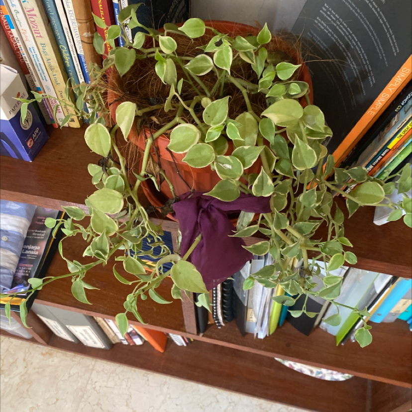 Healthy vining peperomia plant with round green leaves, trailing across a bookshelf in a small purple pot.