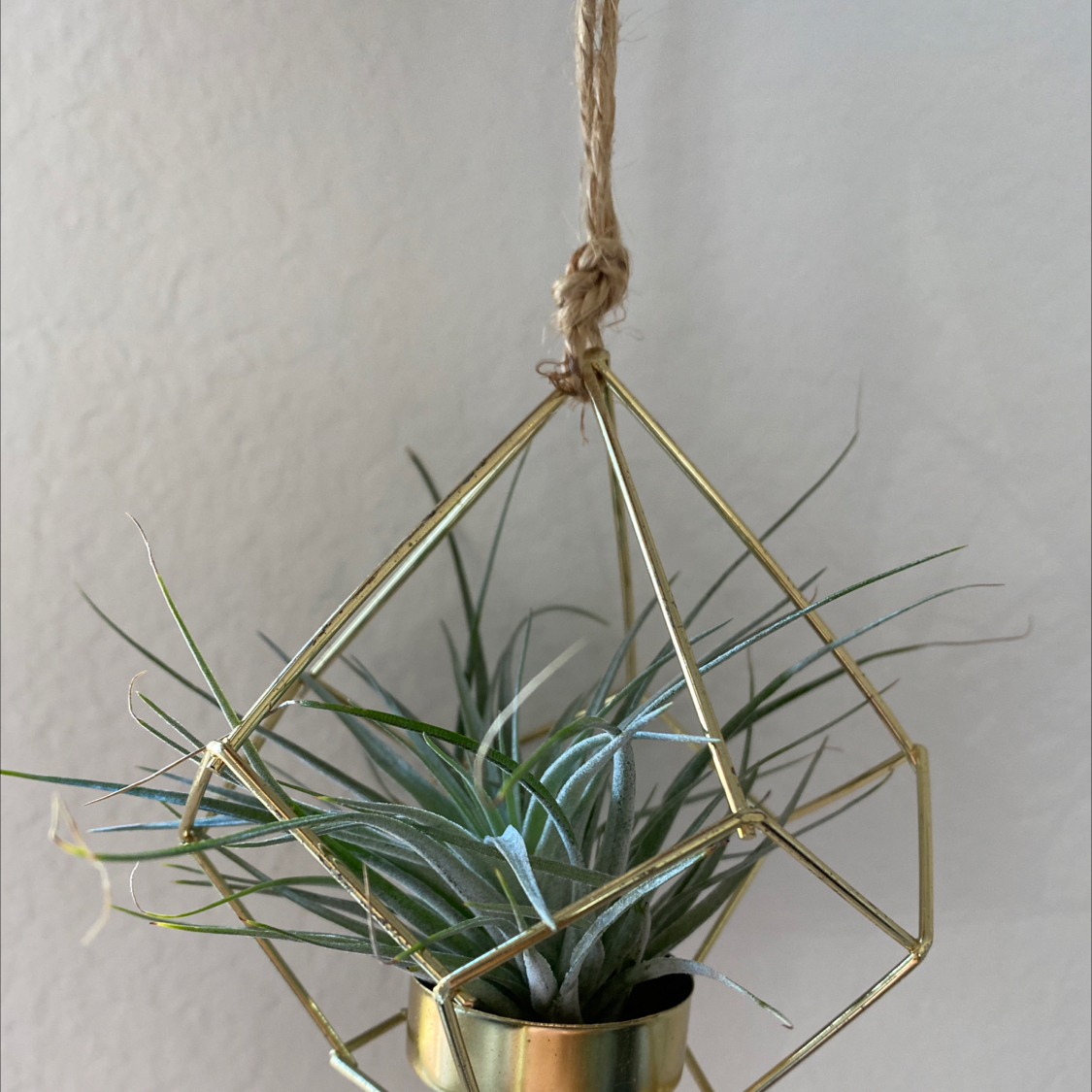 Photo of the plant species Houston Air Plant by @WenMoon named Chores on Greg, the plant care app