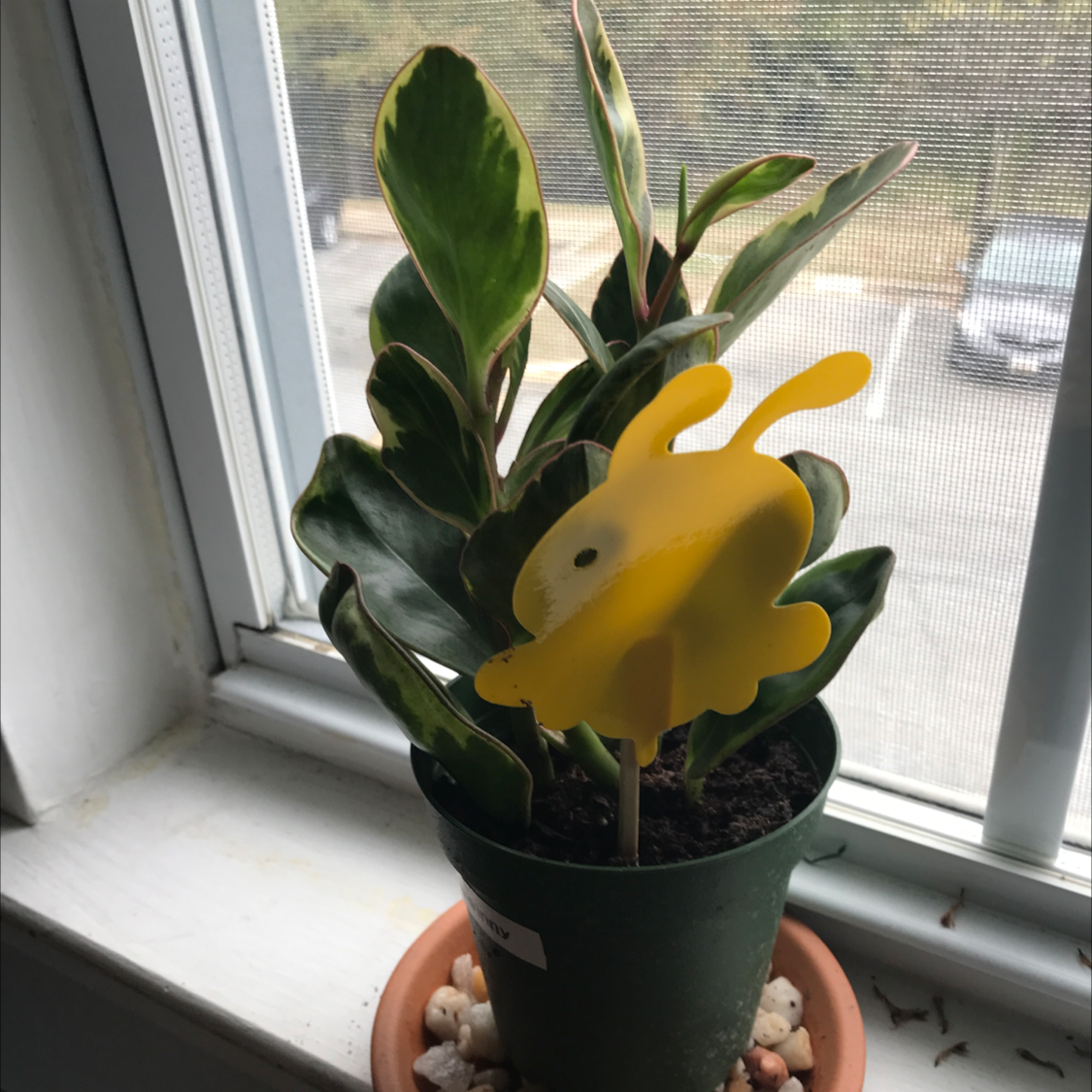Peperomia 'Ginny' plant on a windowsill with a yellow rabbit figure in the soil.