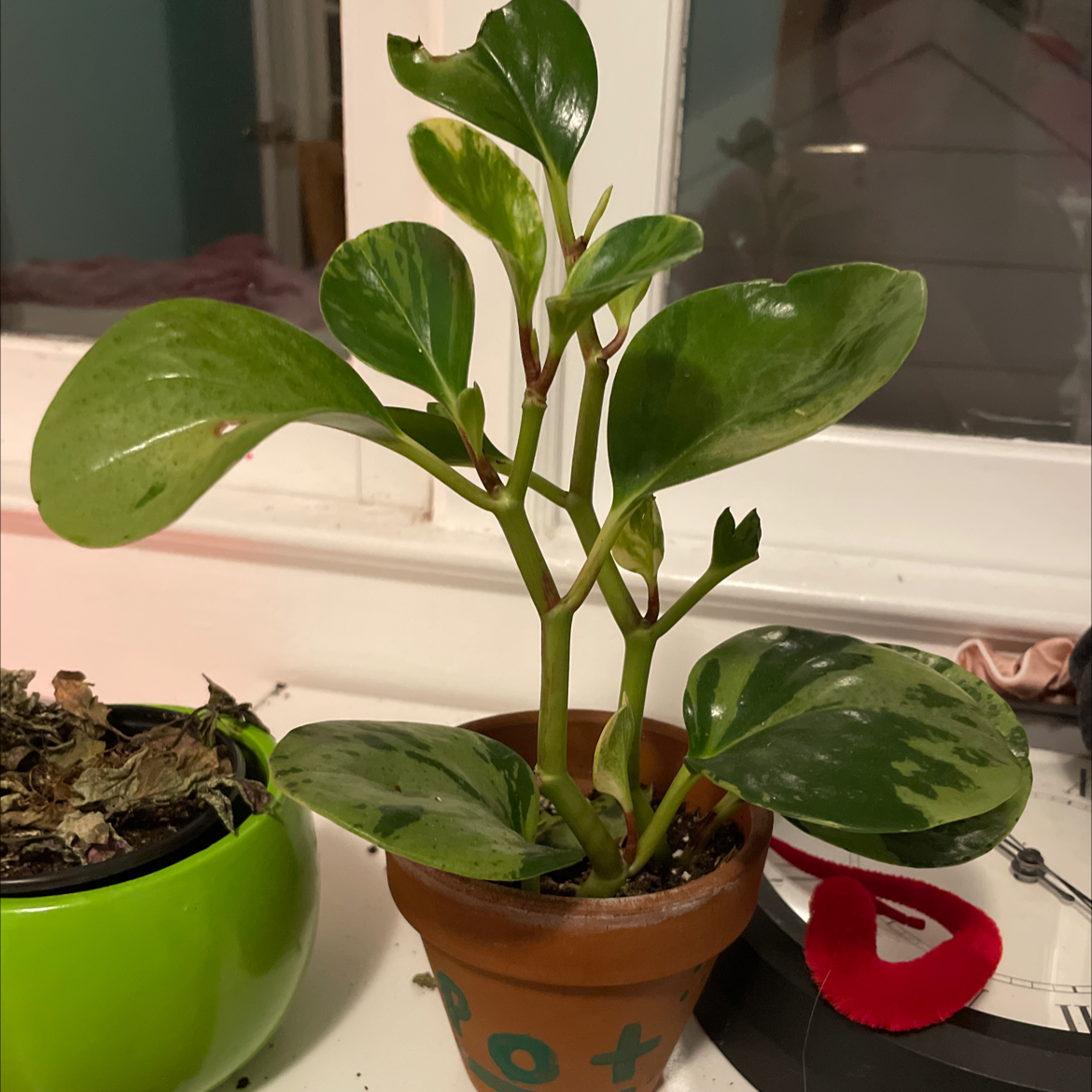 Baby Rubber Plant plant photo by Gracie named Pot on Greg, the plant care app.