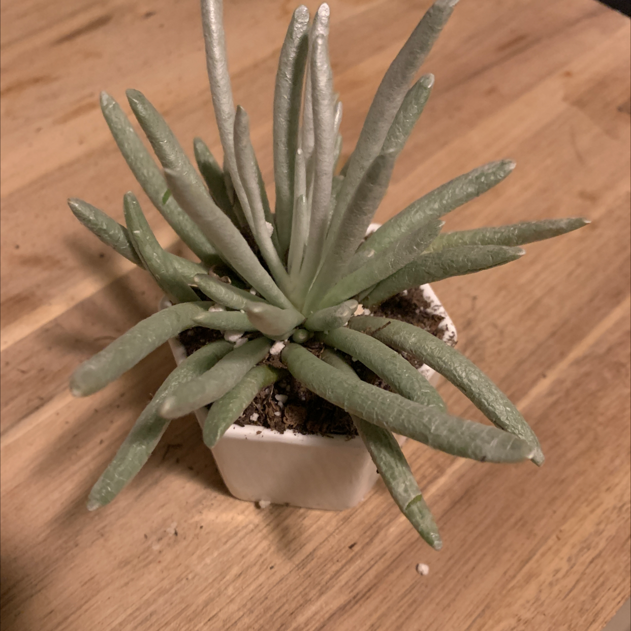Narrow-Leaf Chalk Sticks plant in a small white pot on a wooden surface.