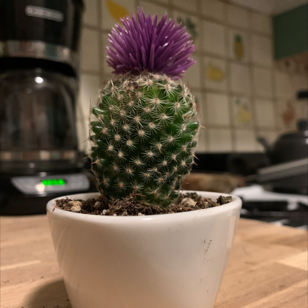 Healthy Lace Hedgehog Cactus with dense white spines and vibrant purple flower, in a small white ceramic pot with visible well-draining soil.