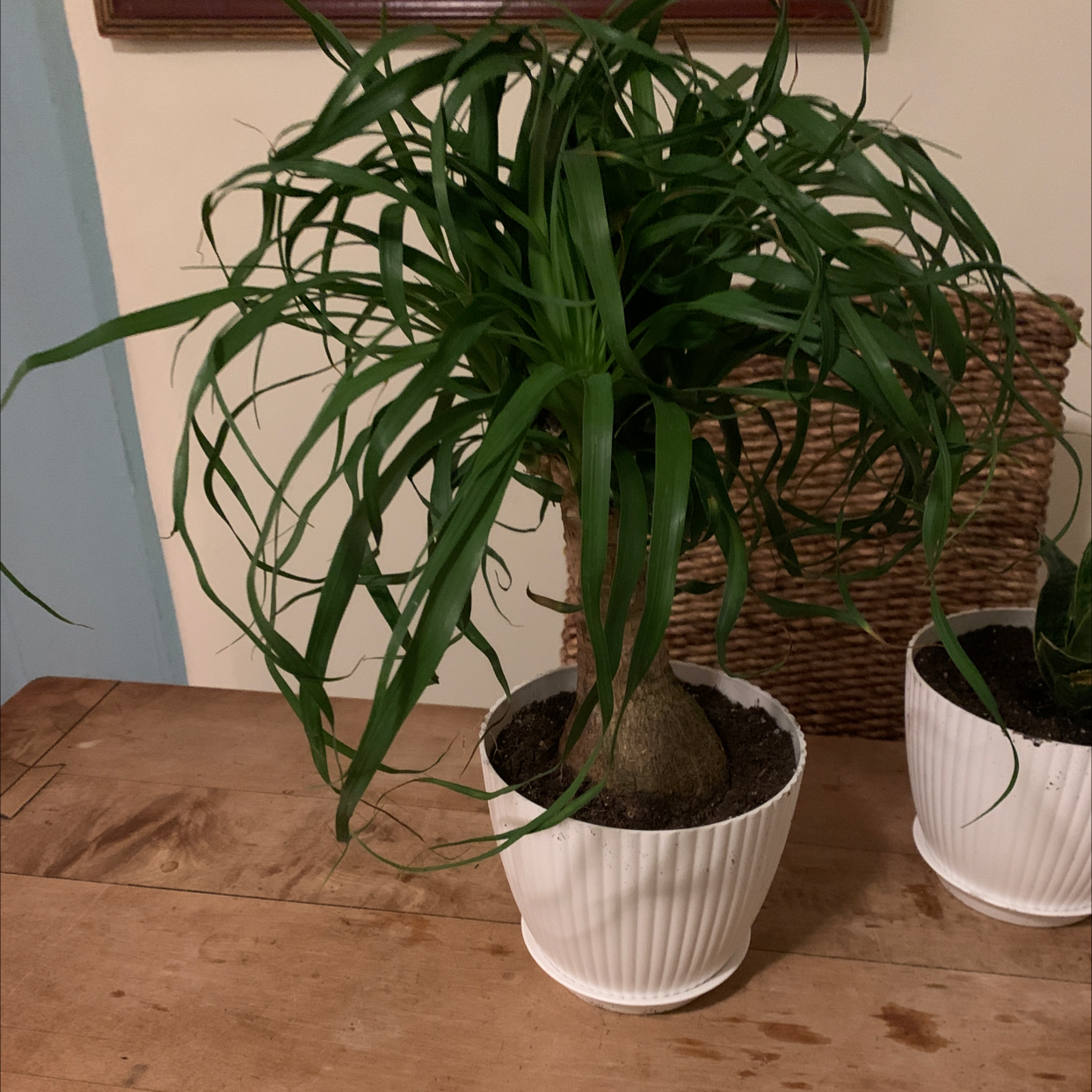 Bottle Palm Tree plant photo by Corey named Pony tail on Greg, the plant care app.