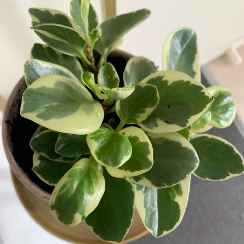 Photo of the plant species Baby Rubber Plant by Chelsea named Phil on Greg, the plant care app