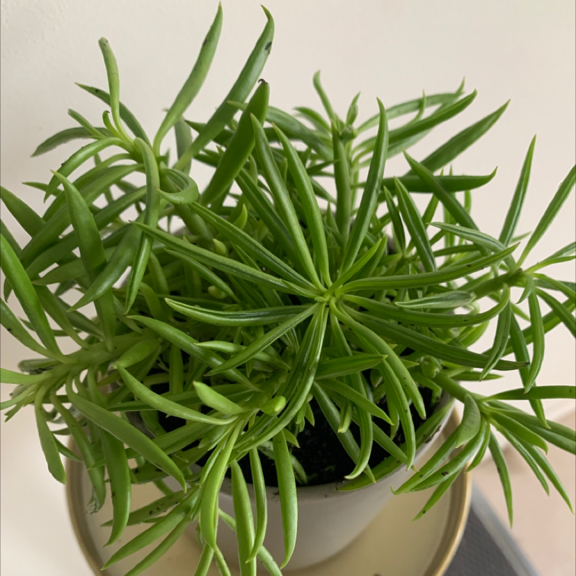 Photo of the plant species Pincushion Peperomia by Chelsea named da Vinci on Greg, the plant care app
